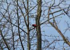 Scarlet Tanager (117)