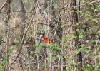 Scarlet Tanager (118)