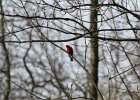 Scarlet Tanager (120)