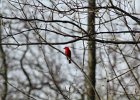 Scarlet Tanager (121)