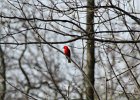 Scarlet Tanager (122)