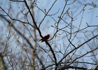 Scarlet Tanager (123)
