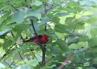 Scarlet Tanager (124)
