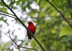 Scarlet Tanager (125)