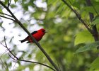 Scarlet Tanager (126)