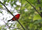 Scarlet Tanager (127)