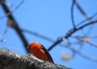 Scarlet Tanager (128)