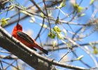 Scarlet Tanager (129)