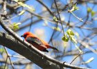 Scarlet Tanager (130)