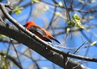 Scarlet Tanager (131)