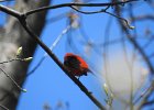 Scarlet Tanager (132)