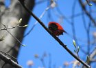 Scarlet Tanager (133)