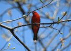Scarlet Tanager (134)