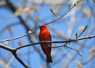 Scarlet Tanager (135)