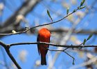 Scarlet Tanager (136)