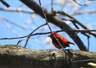 Scarlet Tanager (137)