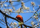 Scarlet Tanager (138)