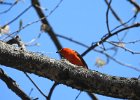 Scarlet Tanager (139)