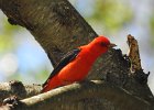 Scarlet Tanager (140)