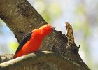 Scarlet Tanager (141)