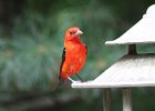 Scarlet Tanager (64)