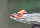 Scarlet Tanager (65)
