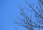 Scarlet Tanager (67)