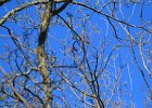 Scarlet Tanager (71)