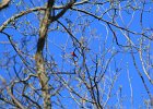 Scarlet Tanager (72)