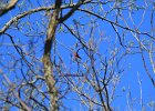 Scarlet Tanager (73)