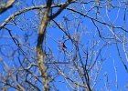 Scarlet Tanager (74)