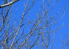 Scarlet Tanager (75)