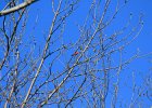 Scarlet Tanager (76)