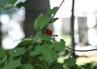 Scarlet Tanager (94)