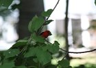 Scarlet Tanager (95)