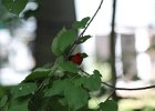 Scarlet Tanager (96)