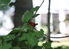 Scarlet Tanager (97)
