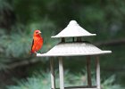 Scarlet Tanager (98)