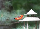 Scarlet Tanager (99)