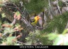 077 - 850 Western Tanager