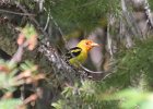 101Western Tanager