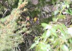 Western Tanager (1)