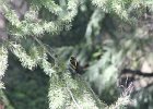 Western Tanager (11)