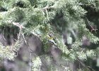 Western Tanager (12)