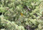 Western Tanager (4)