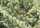Western Tanager (6)