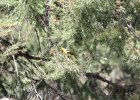 Western Tanager (7)