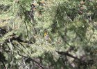 Western Tanager (8)