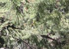 Western Tanager (9)