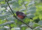 101Spotted Towhee